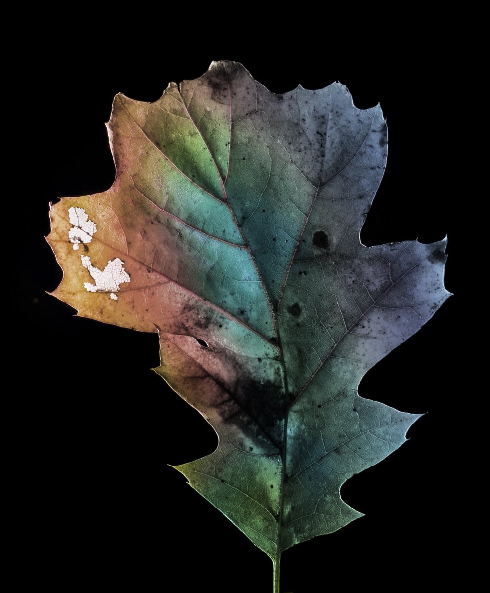 manning_arts's tweet image. 