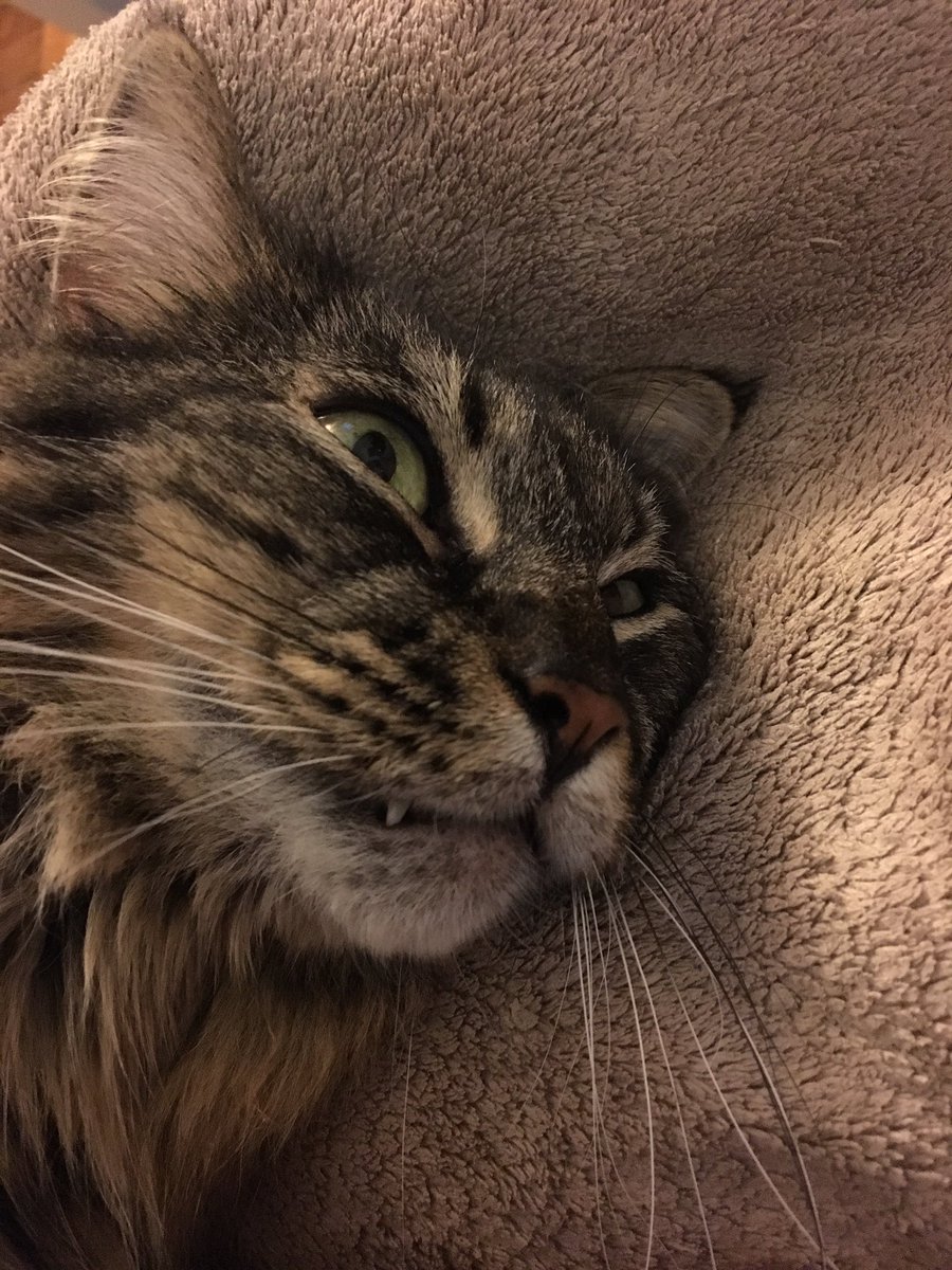 tastefactory's tweet image. When you start to drift off but then your brain reminds you of something stupid you said 9 years ago.