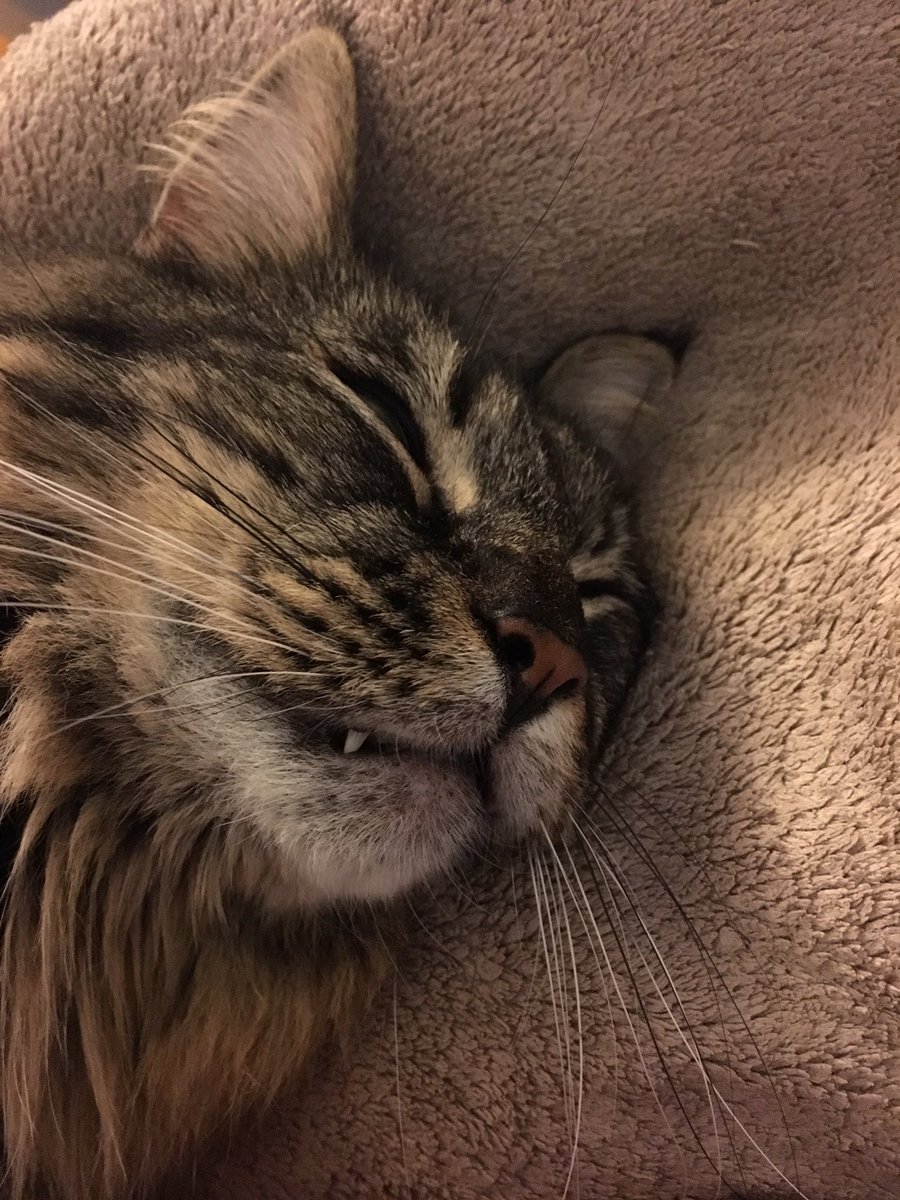 tastefactory's tweet image. When you start to drift off but then your brain reminds you of something stupid you said 9 years ago.