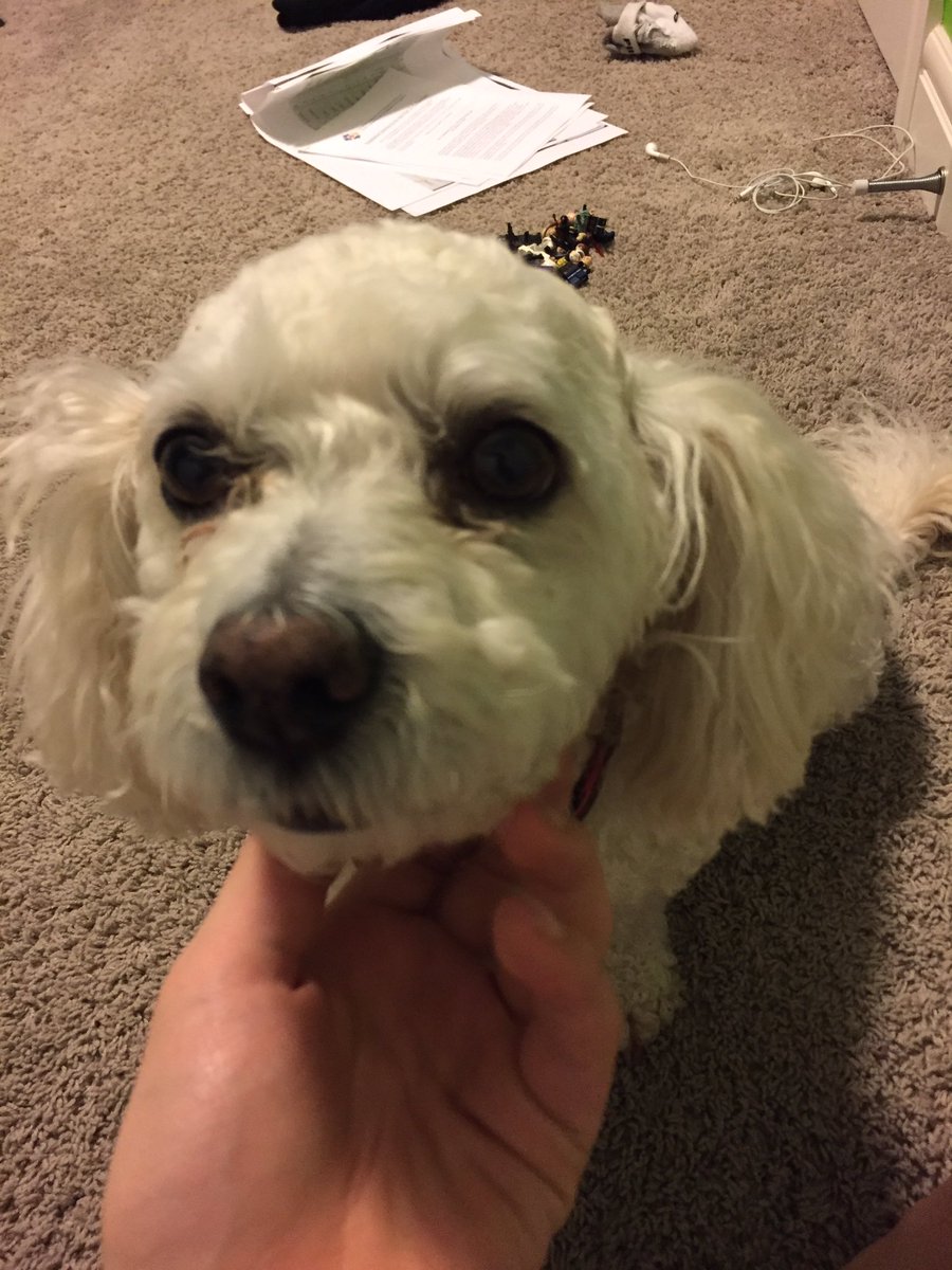 ThisDudeBrode's tweet photo. My pooch💚 https://t.co/Sb47qpCqWj