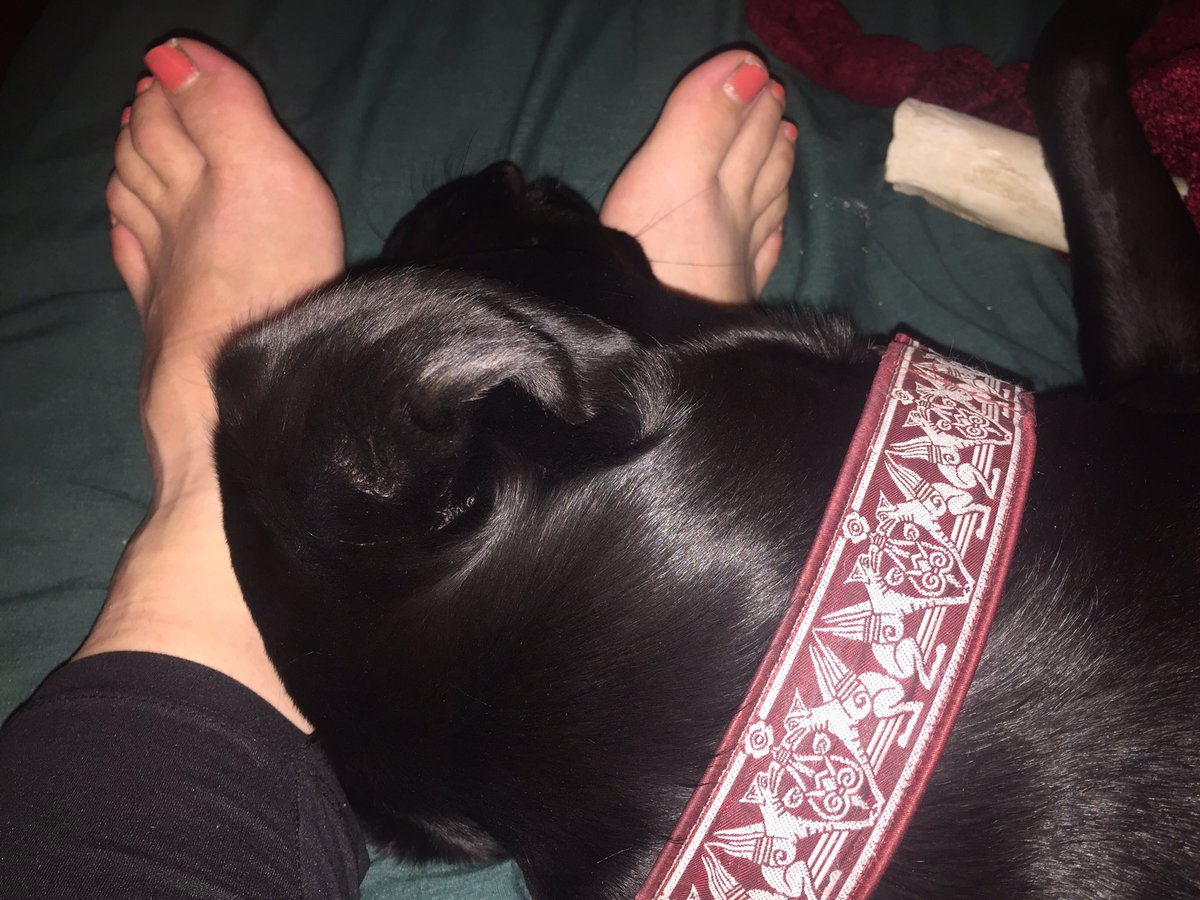derpydogVT's tweet image. Feet make good pillows. #doglogic #dogsoftwitter