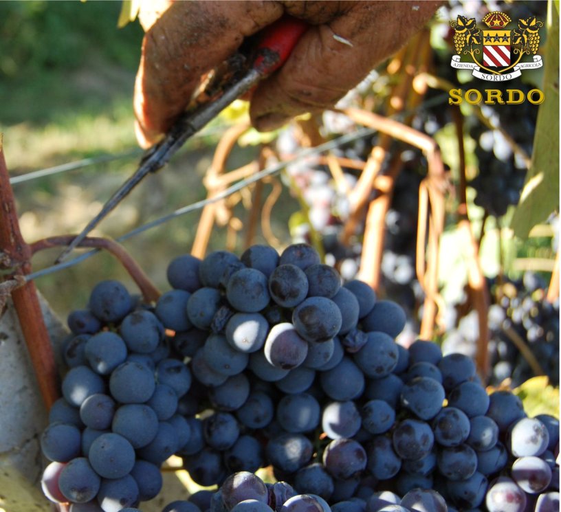 TwitItalianWine's tweet image. #Sordo #Perno of Monforte d'Alba harvest is starting. For a long waiting of #Barolo #Perno 2016.