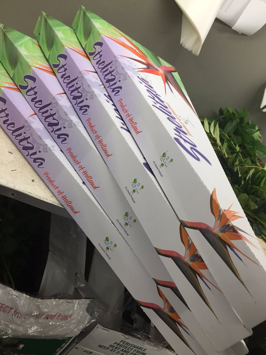 Ook de artiesten in het theater verwend met de mooiste! <a href="/RolandDuyv/">Holland Strelitzia 👍</a>