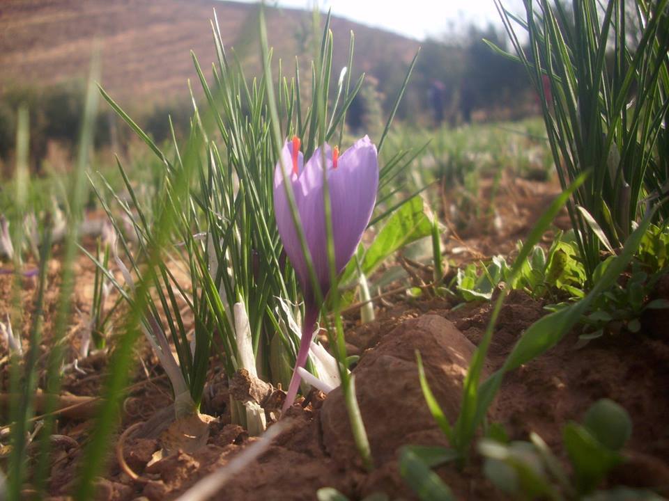 La récolte du safran, précieuse épice cultivée depuis 5 siècles à Taliouine, Ouarzazate, bat son plein #produitduterroir ©Saida Agni Saida