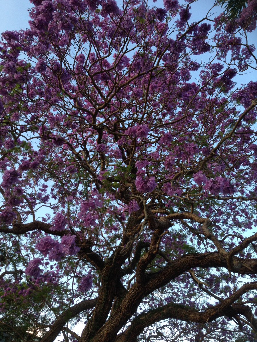 DrZoeBrady's tweet photo. Amazing purple Brisbane - 365 registered for #BrisPYFD @AvnerFoundation walk for tomorrow. U can still register on the day. Dress in purple! https://t.co/gMkoUwUru4