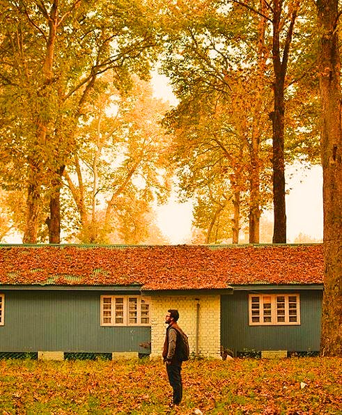 beingkashmir's tweet photo. October is about trees revealing colors they've hidden all year. People have an october as well. #jimstorm #aatishechinar #beingkashmir https://t.co/6MXLljYbGZ