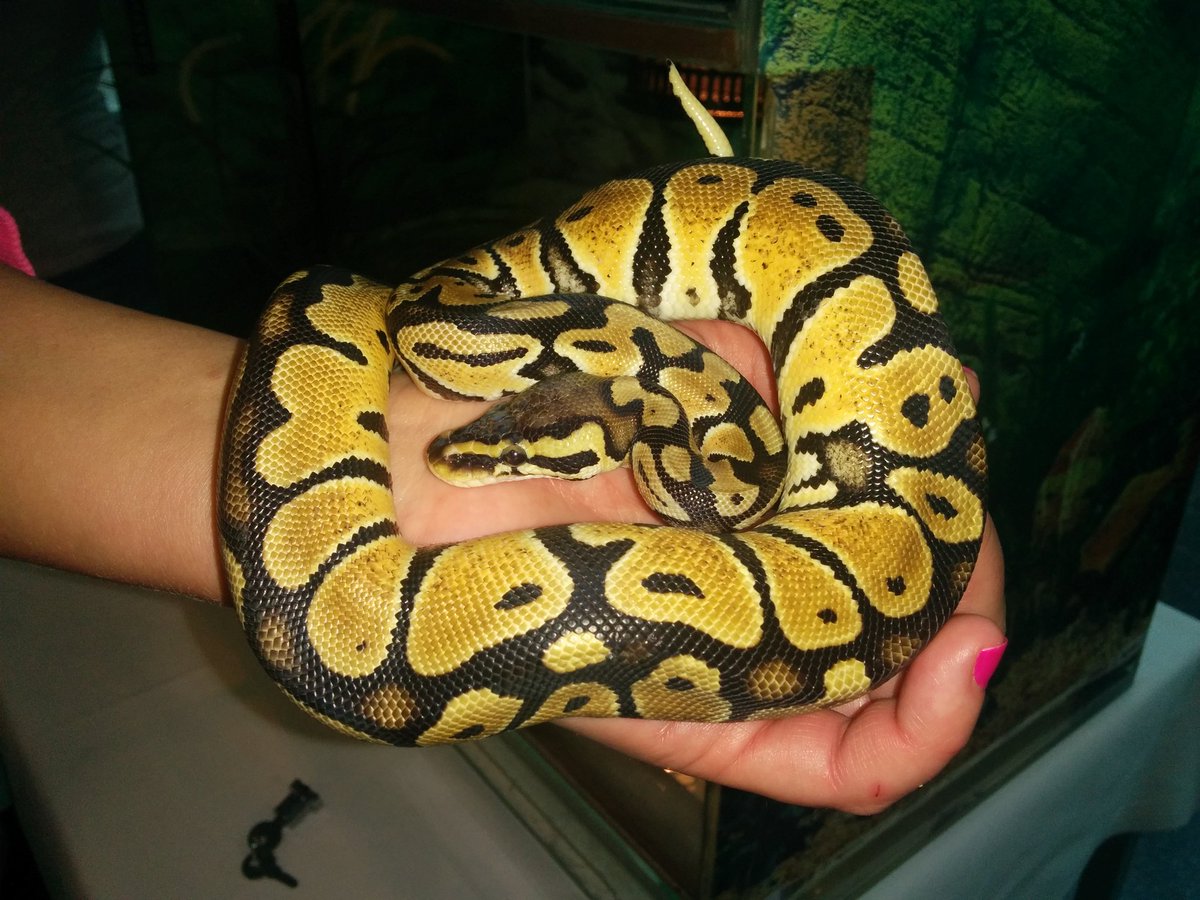 wolpi59's tweet photo. Our Special guest on @PyConDE : Olga, the royal Python from Central Africa 🤓 https://t.co/FGrrW7wZk2