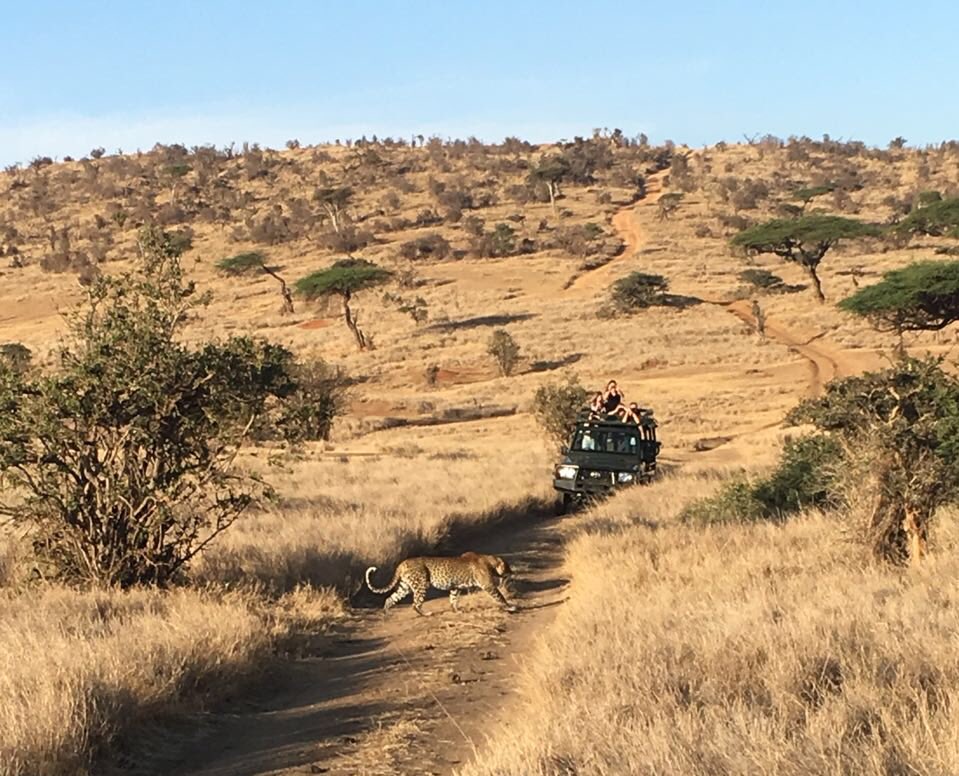 Lewa Wilderness tweet media