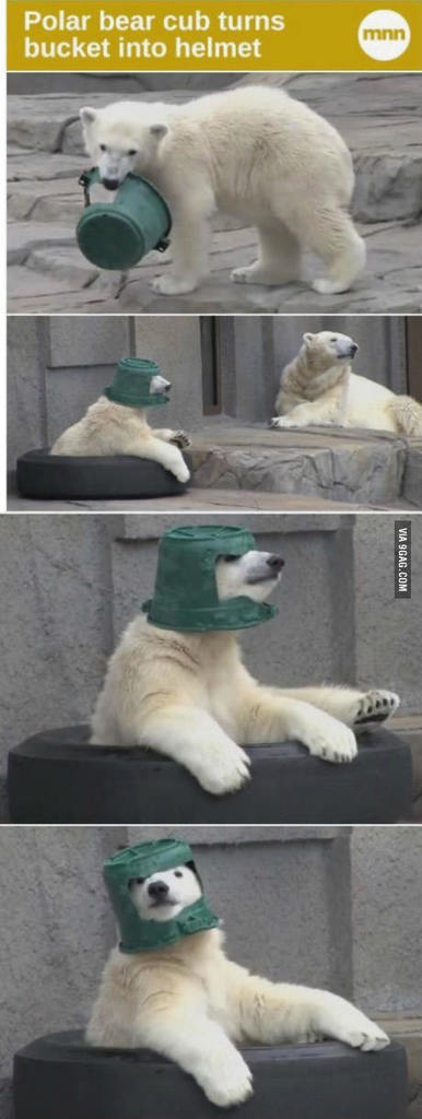 elearningawt's tweet photo. This polar bear is my spirit animal https://t.co/Y7yxSp63hR