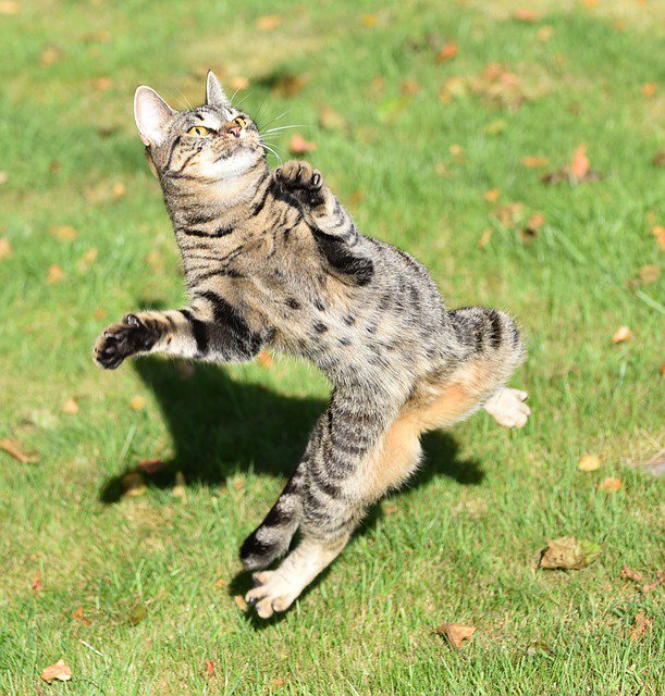 LBLewisAuthor's tweet photo. 🦁#Caturday! #Cats! #Getfree Kindle Book=> https://t.co/jNHcLB4Cg2! 🦁
#bookplugs #ebook #amazonkindl https://t.co/0H9y3AOuQC