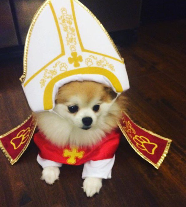 croonerless's tweet photo. Our puppy pope! #dogsoftwitter #bouxtiehalloweencontest @bouxtie https://t.co/Vp27pmvIjl