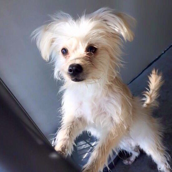 pupaid's tweet photo. Rescue pets aren't 'problem' pets, just very unlucky. So visit your local shelter today &amp; help save a life :) #adopt https://t.co/nYPHAdIkjT