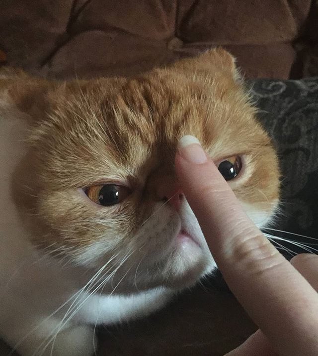 hermitgee's tweet image. Part 2 motherfuckers! #NationalCatDay