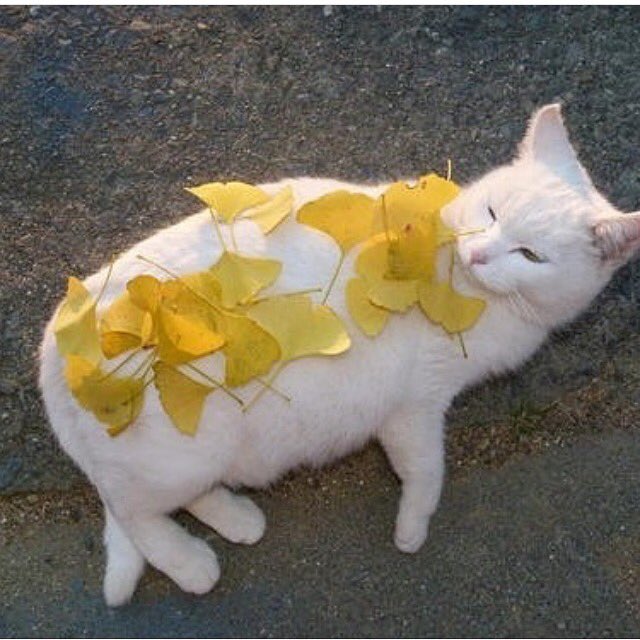 hermitgee's tweet image. Part 2 motherfuckers! #NationalCatDay