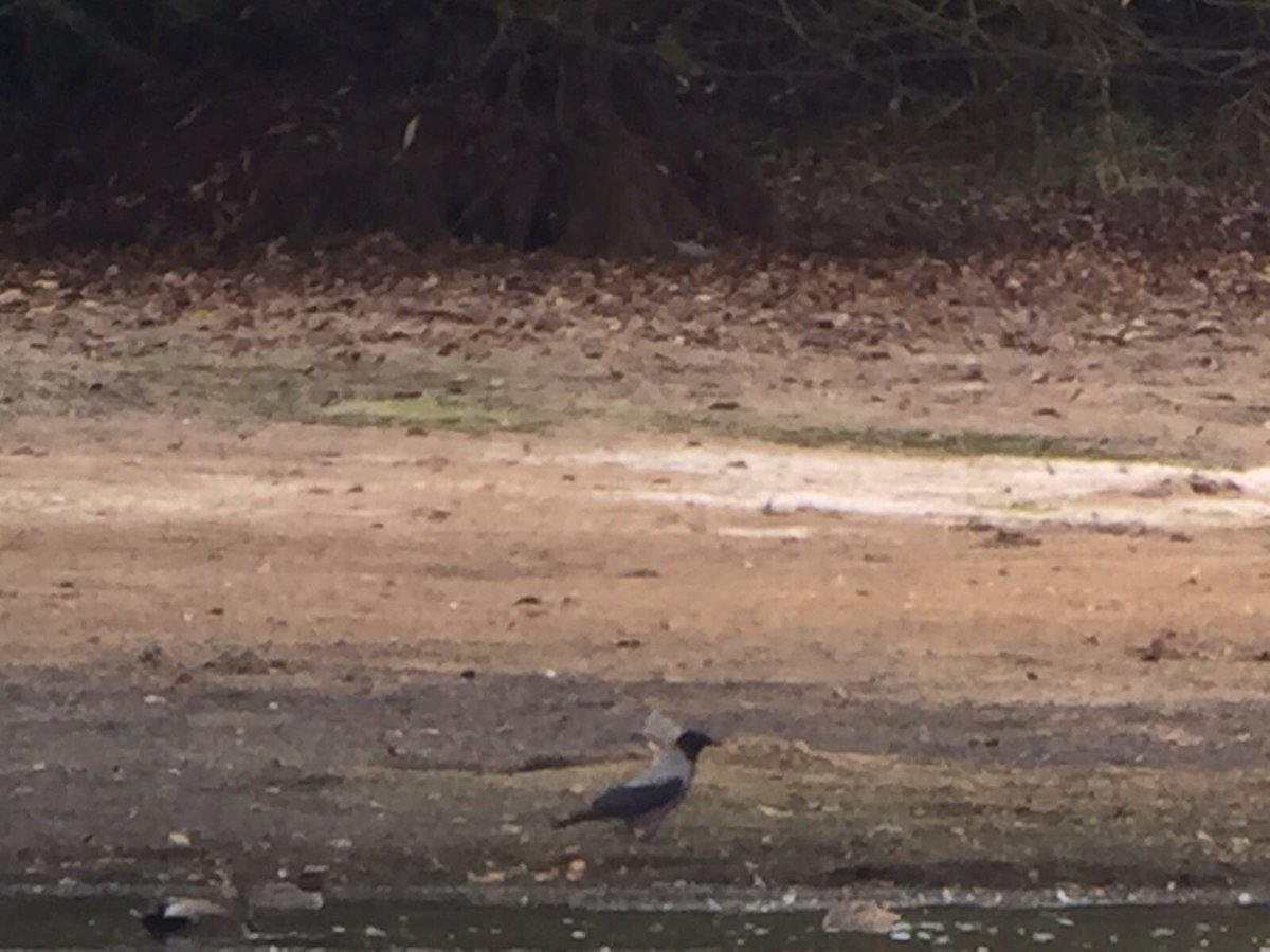 greeny1955's tweet image. County tick yesterday with this Hooded Crow, image by @davidearlgray and thanks for the heads up lads!!#VC55