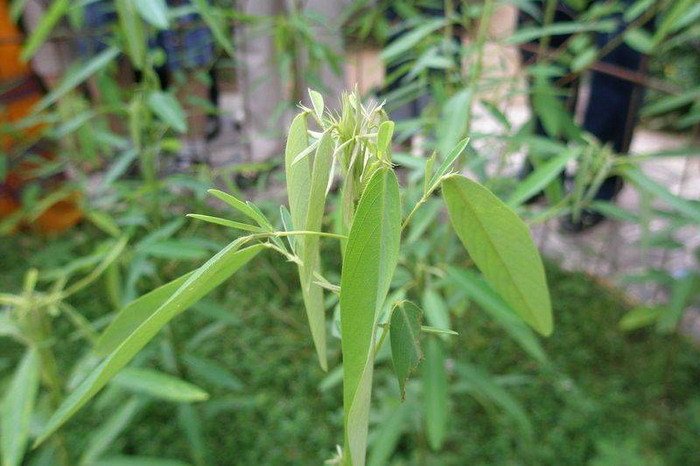 BioMajorsPH's tweet photo. Have you heard about this plant that moves when stimulated by sound? It's the Codariocalyx motorius! <3 #BMAPTriBIOLOGY #BiologyTrivias https://t.co/ZYAwy3iRSc