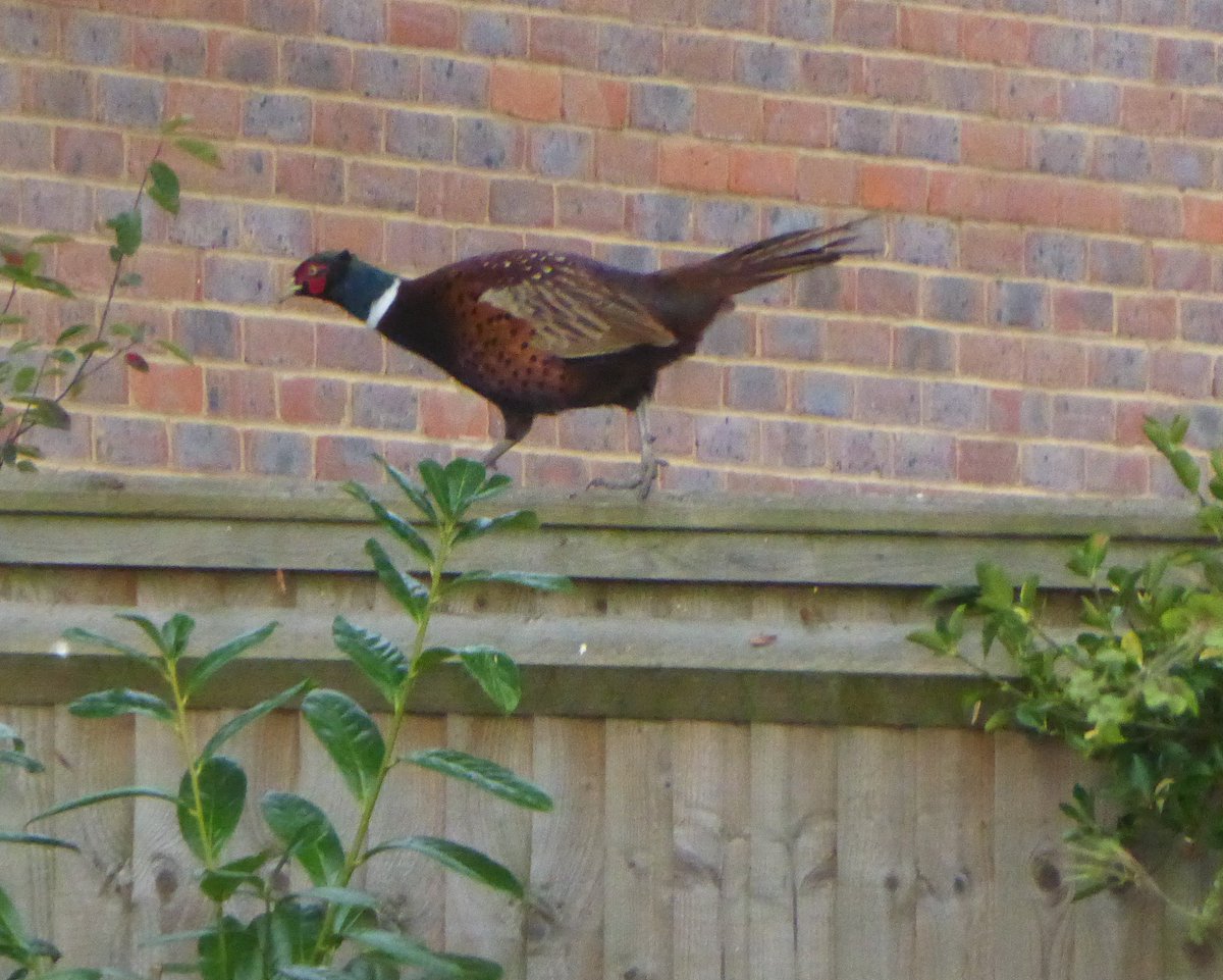 Traceywith_an_e's tweet image. Not something you say everyday, &quot;there&apos;s a pheasant on our fence&quot;. #SurreyProblems