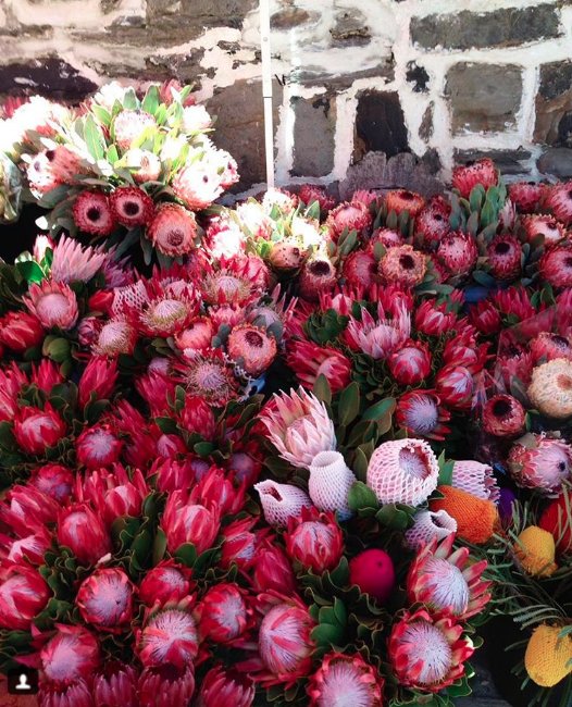 SARIETydskrif's tweet photo. Hope blominspirasie by die Kaapstadse Blommeskou! As jy in die Kaap is gaan maak 'n draai - https://t.co/GH7M5QJqg2 #CTFS2016 @CT_FlowerShow https://t.co/ASl2uUWNpf