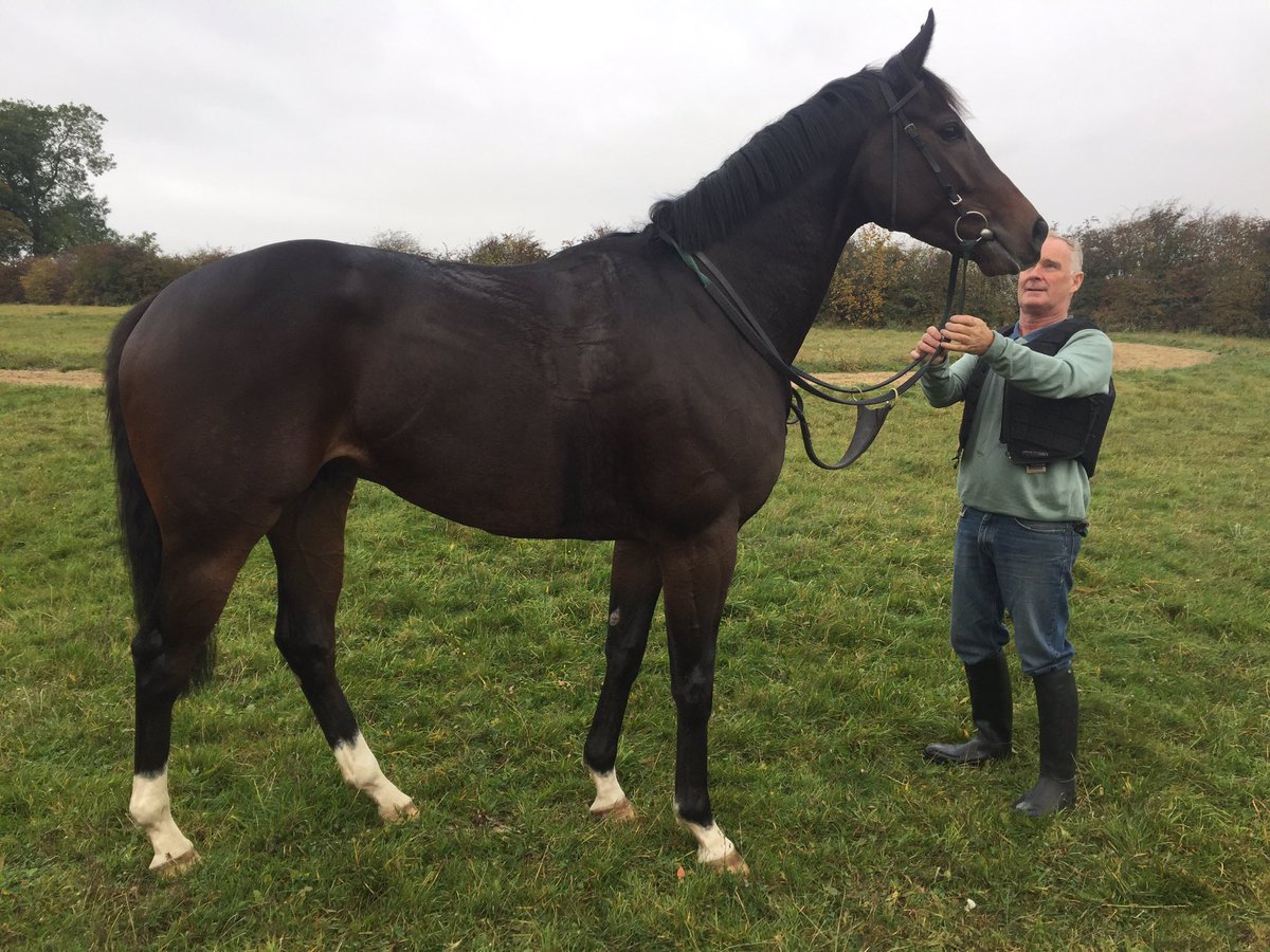 ParamountRacing's tweet photo. Paramount Racing new boy "Banksy" (aka Top of the Bank) at the yard and after galloping this morning https://t.co/Frz42eb0l2