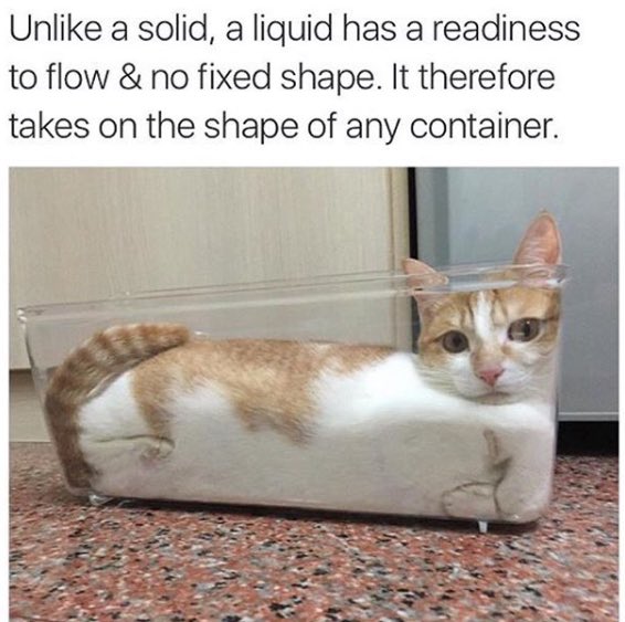 hermitgee's tweet image. It's #NationalCatDay so prepare your ass for some cat pictures!