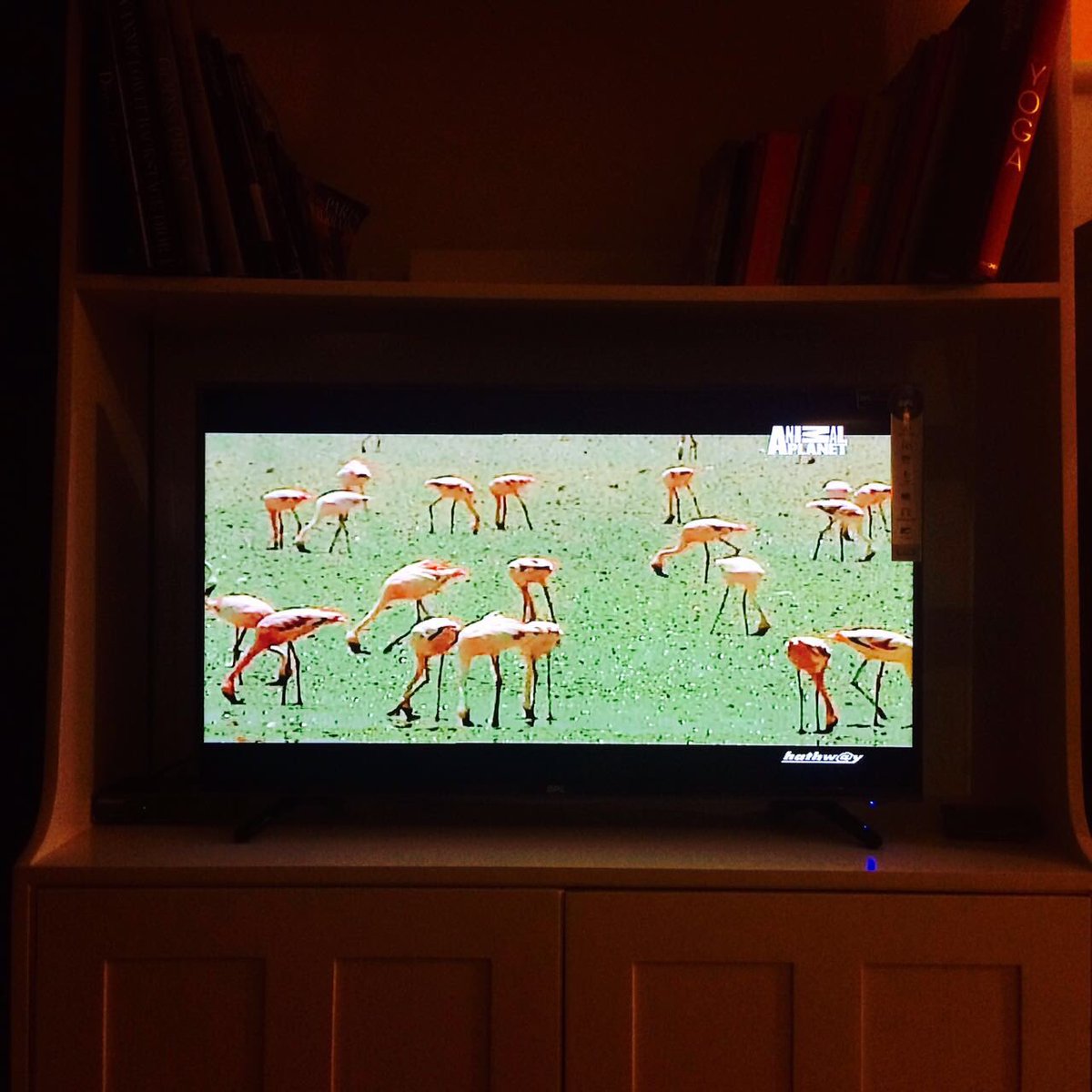 GG_Studio's tweet image. &quot;Brought home this true blue Indian at heart brand BPL TV. This Diwali TV time just got better! @BPL_India ✨