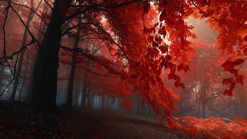 We Are Rednation On Twitter I Can Feel Our Hearts Collide I Can Feel Our Hearts Ignite Open Up My Eyes I M Yours Again Red Lyrics chorus f c g open up my eyes i need your light again f c g burning me inside i need your love again f am i can feel our hearts. twitter