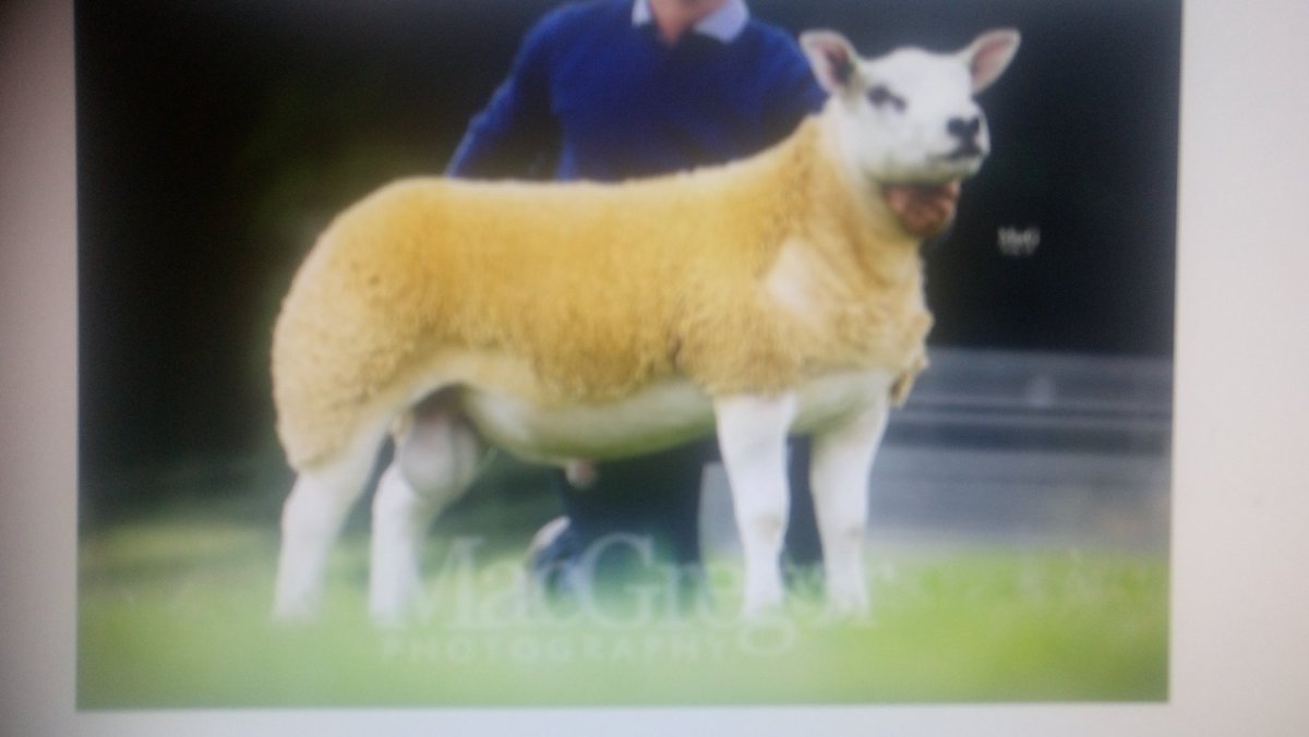 arklebyfarm's tweet photo. New kid on the block 24k midlock Yorkie sm gimmers at twilight sale inlamb too him #Carlisle # texel mania # 2nd Dec 2016 #borderway mart https://t.co/wlPoSKkVkZ