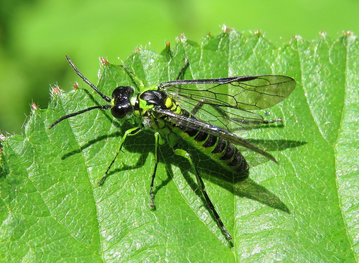 StevenFalk1's tweet photo. Tenthredo is a fab sawfly genus. Turns out I have 18 of the 32 UK spp - must find new ones in 2017! #LoveSawflies https://t.co/FLn5PTW8Vo