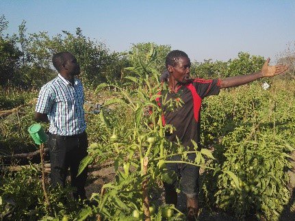 After switching from growing tobacco to tomatoes, farmers in #Tanzania are saving the land and earning more $$. #climateaction works! #COP22