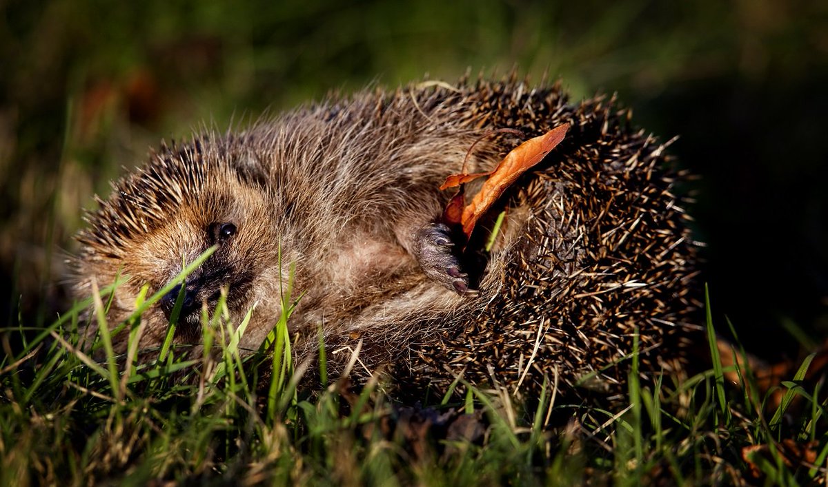 Stapeltjes hakhout in een rustig hoekje van de tuin zijn een ideale winterplek voor onder andere egels, kikkers, padden en salamanders.