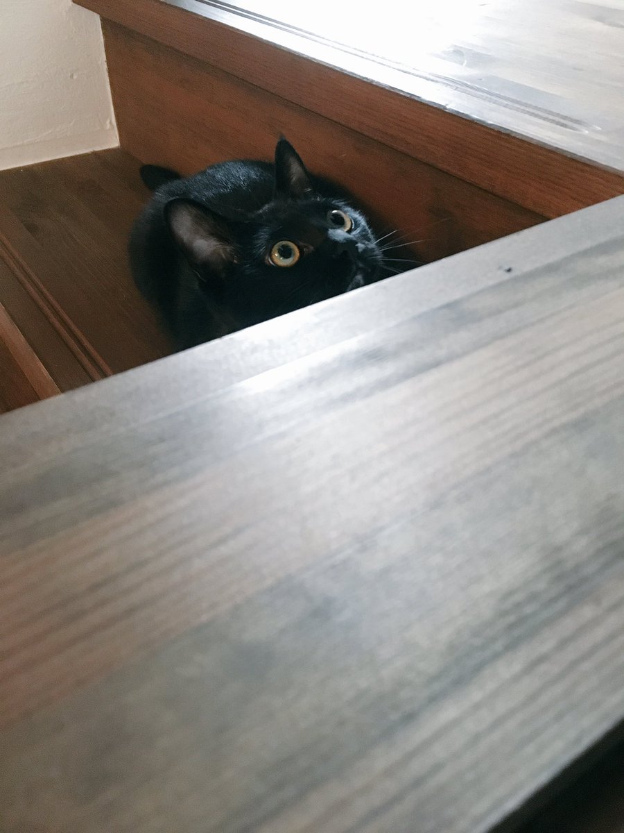 まっくろくろすけ出ておいで 各ご家庭に出没するリアルまっくろくろすけたち Togetter