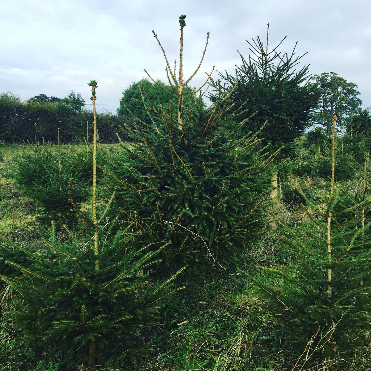 LibbyFerris's tweet photo. Who said buying Christmas trees in October was too early 😳 Manor Farm, Great Hockham have some beauties!! #libbyferrisflowers https://t.co/ezbdhleKyo