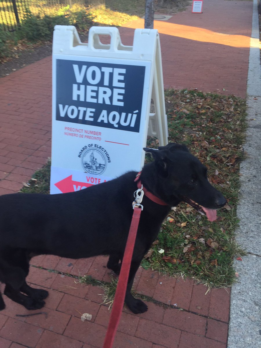 TommyNguyen_202's tweet photo. Daisy Dog came to help early vote today! #Elections2016 #earlyvoting https://t.co/IzACoO6eVO