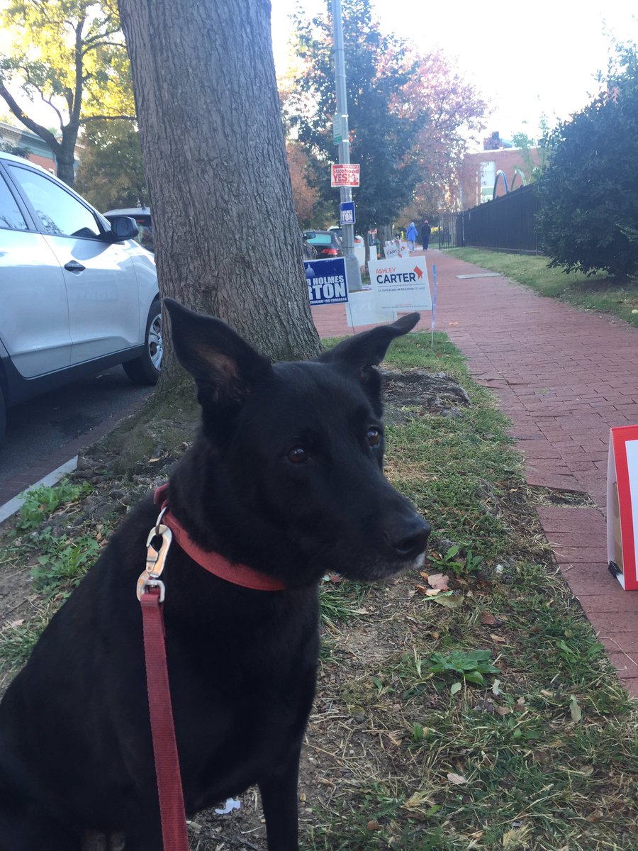 TommyNguyen_202's tweet photo. Daisy Dog came to help early vote today! #Elections2016 #earlyvoting https://t.co/IzACoO6eVO