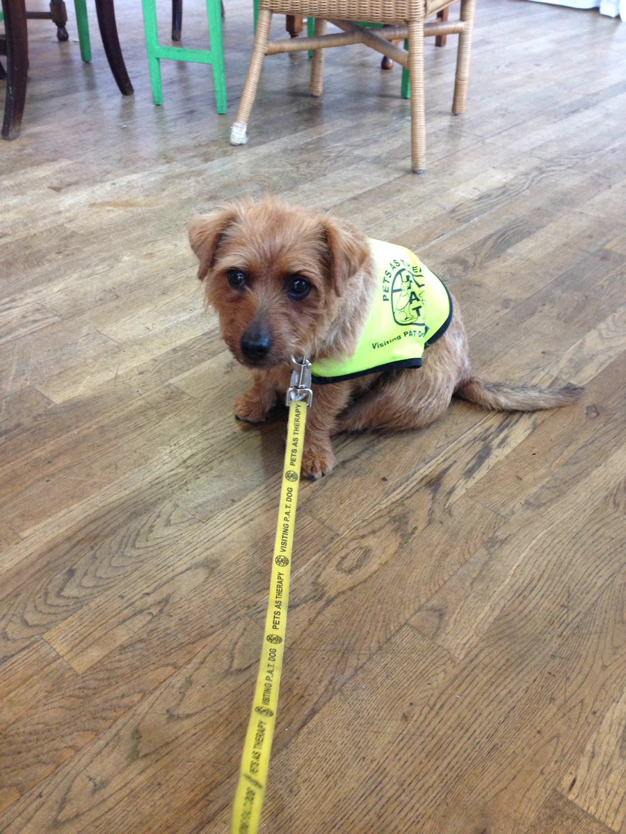 Bilbo #therapydog celebrating #brium having third birthday party at #kalasangam #wellnesstool. All welcome.