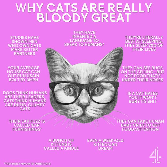 Channel4's tweet image. As it's #NationalCatDay today, a reminder of why cats are CLAW-esome. (Ouch).