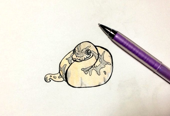 ボールパイソンのtwitterイラスト検索結果 古い順 ボールパイソンのtwitterイラスト検索結果 古い順