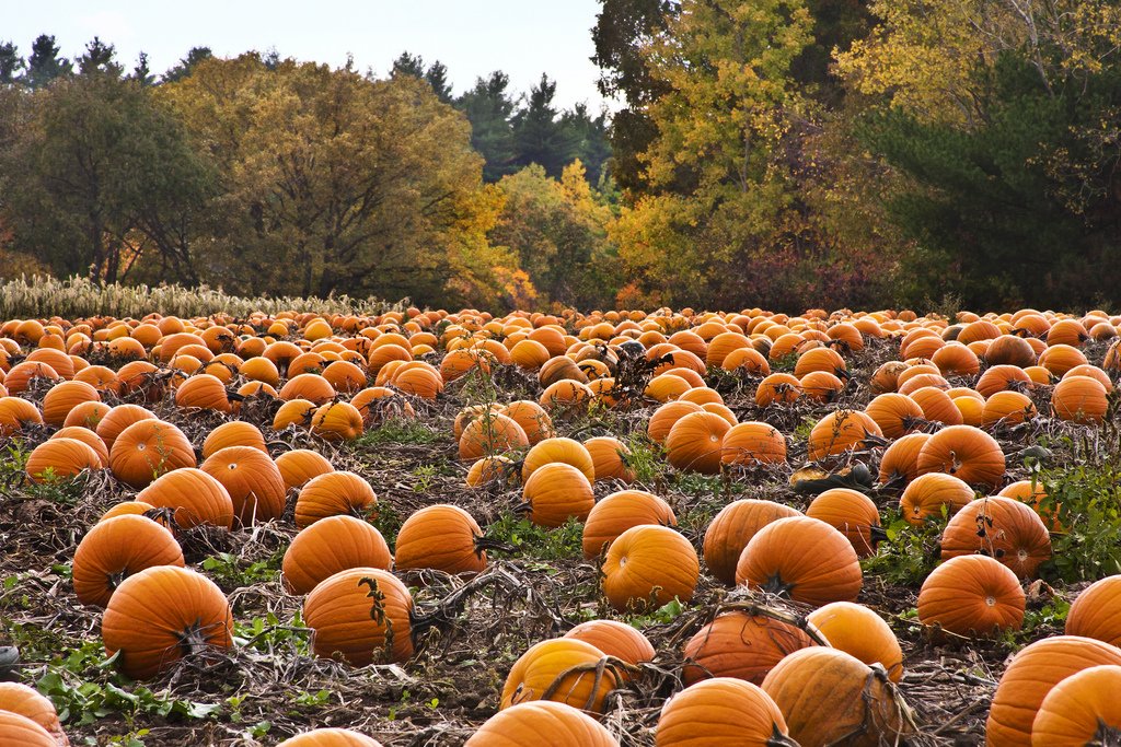 #cookwithjess top tip: Pumpkins are high in mood-boosting & sleep-enhancing trytophan & in fibre, ideal for a healthy heart! #nutrition