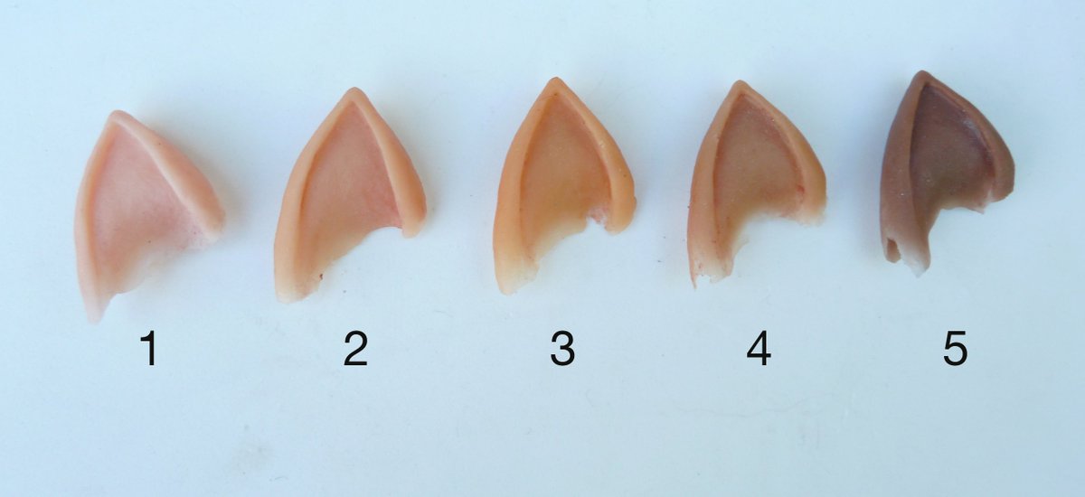 ShopGeekling's tweet image. Lifelike #elfears  in silicone 5 stock+ #fantasy colors.  Stock and custom orders ow.ly/bMxD303kmXP #latex-free #anime  #cosplay #larp