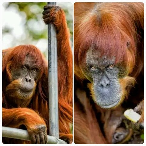 mpparimal's tweet image. #Puan, 60 at #Perth Zoo named world's oldest Sumatran #orangutan in captivity by Guinness Book of World Records. #GuinnessWorldRecord
