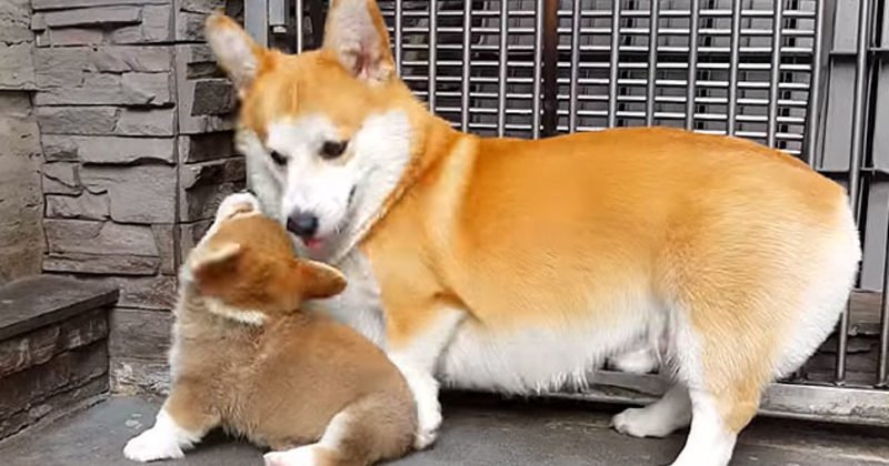 viralturn's tweet image. #Viral #Adorablecorgi #Animals #Binnygudjonsson #Corgipuppy Adult #Corgi Teaches His Little ... - viralturn.com/adult-corgi-te…
