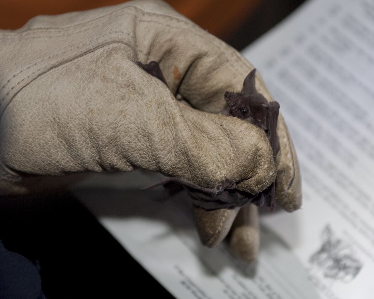 Mexican Freetail Bat