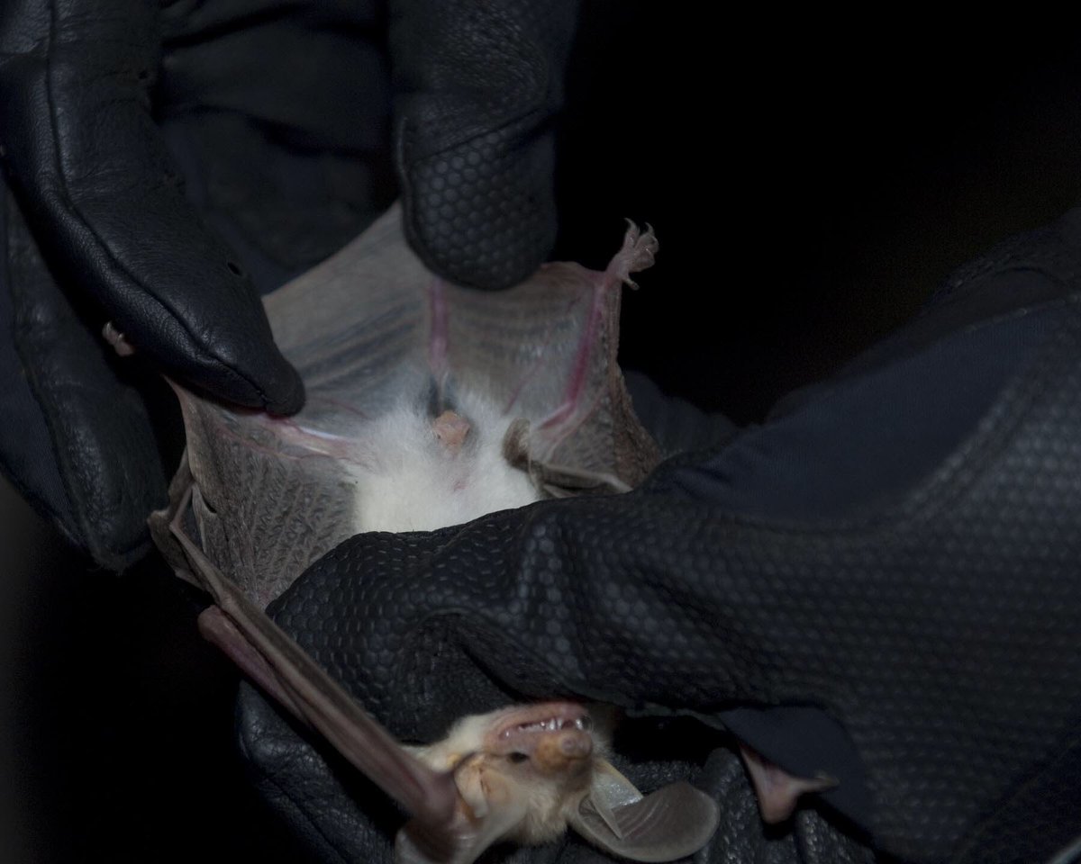 Pallid Bat