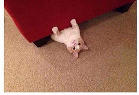 hermitgee's tweet image. Part 3 bitches! #NationalCatDay