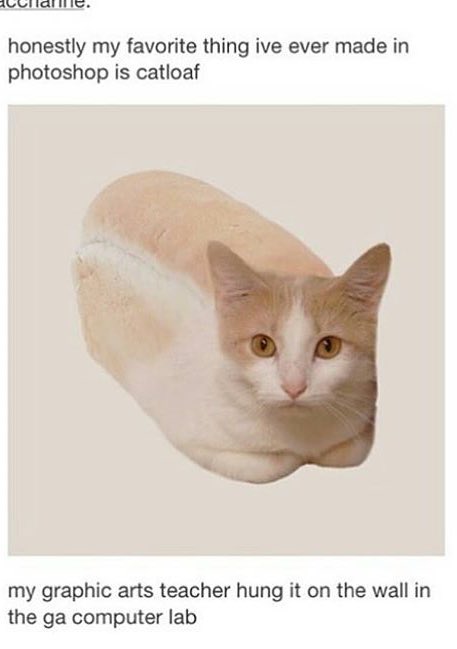 hermitgee's tweet image. Part 3 bitches! #NationalCatDay