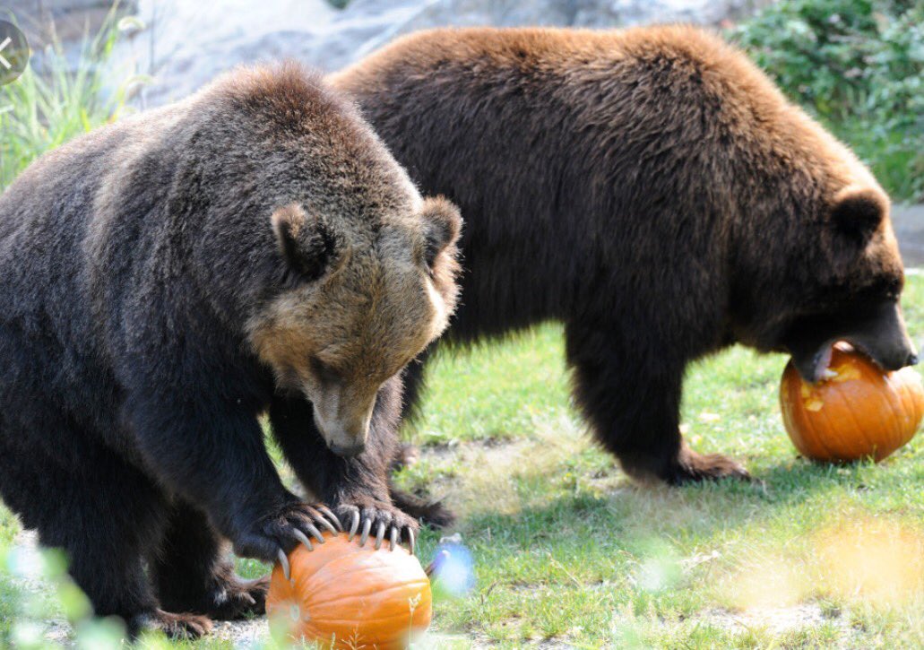 Питание медведя. Питание бурого медведя. Рацион бурого медведя. Бурый медведь питается. Что едят медведи.