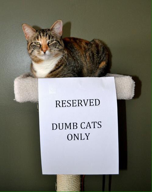 hermitgee's tweet image. Part 4, bastards! #NationalCatDay