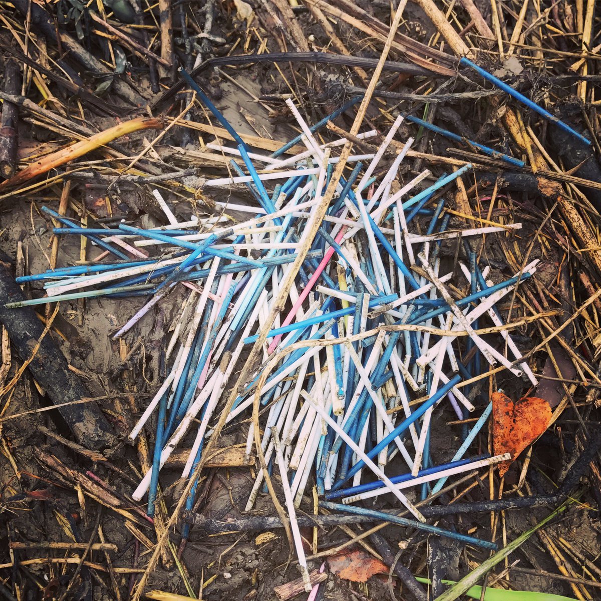 CitytoSea_'s tweet photo. Hundreds of cotton bud stems collected on #babc2016 today in Bristol - we can STOP this! Sign now: https://t.co/XOAxRvfIdw #switchthestick https://t.co/b5fDBx8JBb