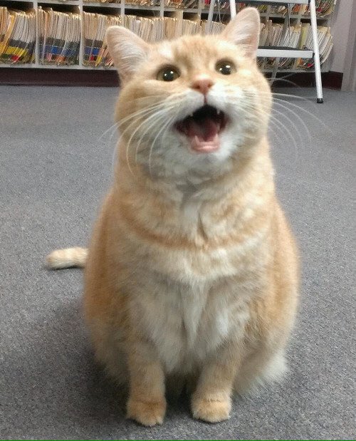 hermitgee's tweet image. Part 7, I lied there's one more. #NationalCatDay