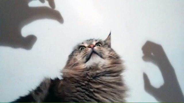 hermitgee's tweet image. Part 6, I swear I'll stop now #NationalCatDay